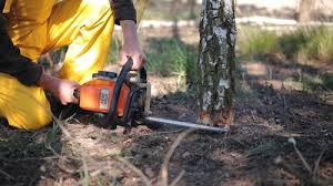 How Our Tree Care Process Works  in  Peachtree City, GA